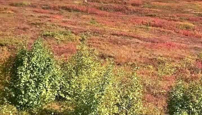 Mckinley Creekside Cabins Cafe Bakery Landscape - Denali National Park and Preserve